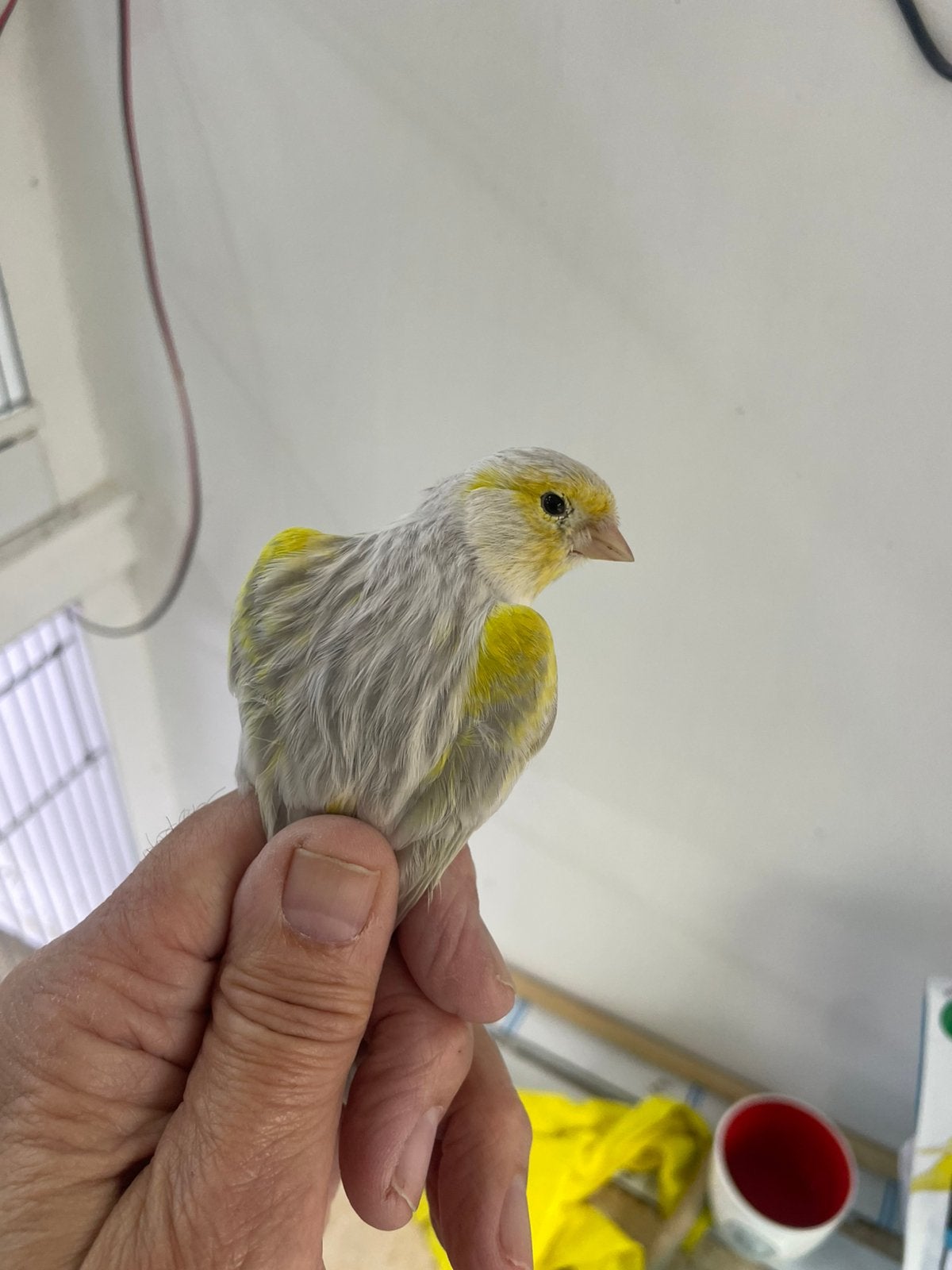 Geel mozaiek agaat opaal, Dieren en Toebehoren, Vogels | Kanaries, Mannelijk, Bastaard