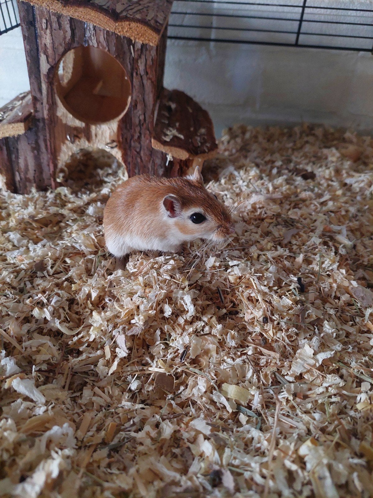 2 gerbils incl kooi en toebehoren, Juli, Vrouwelijk