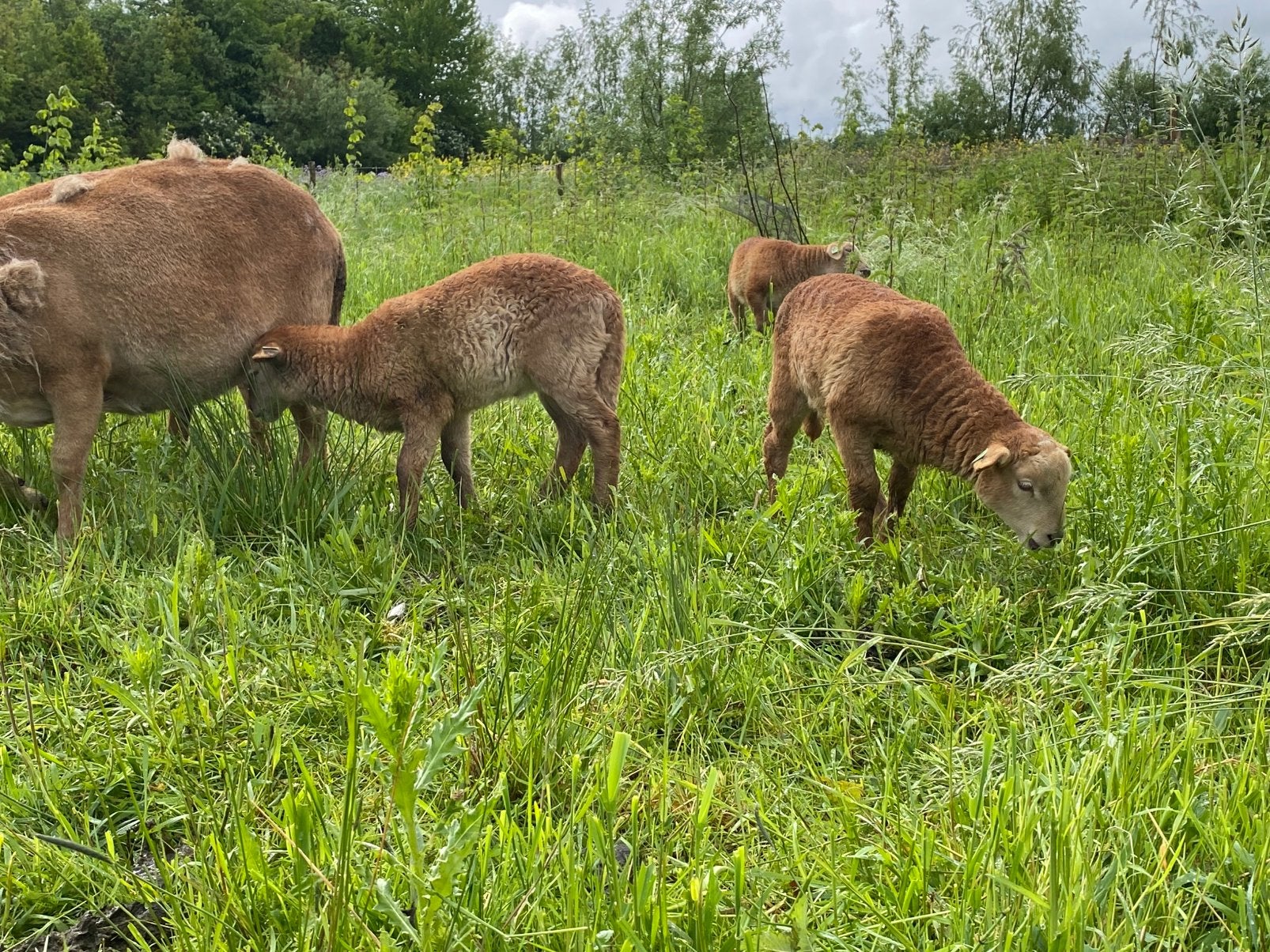 Koppel schapen | Nolana landschaap | Ruischaap | 11 dieren, Meerdere dieren, Schaap