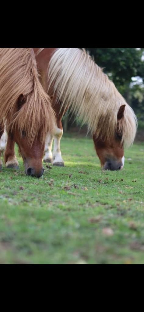 Stalplek beschikbaar op kleinschalige pensionstal, Dieren en Toebehoren, Weidegang, 1 paard of pony