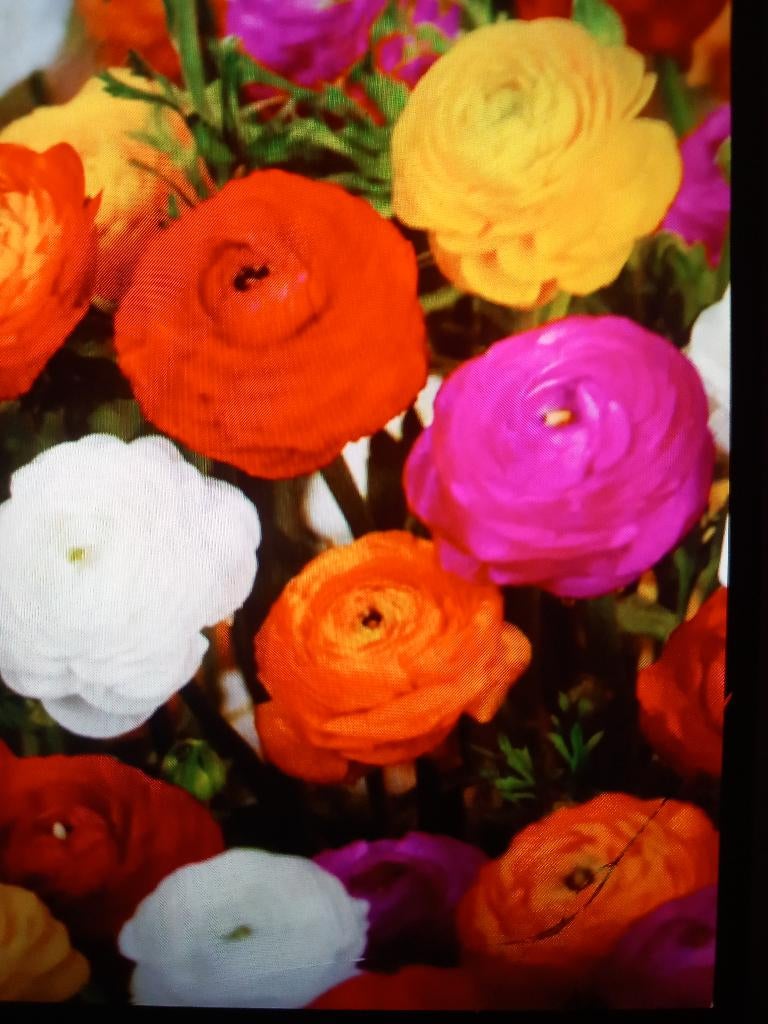 ranonkel Ranunculus gemengd bolmaat 4/5 (50 voor 6 euro), Ophalen of Verzenden, Gehele jaar, Volle zon, Wortelstok