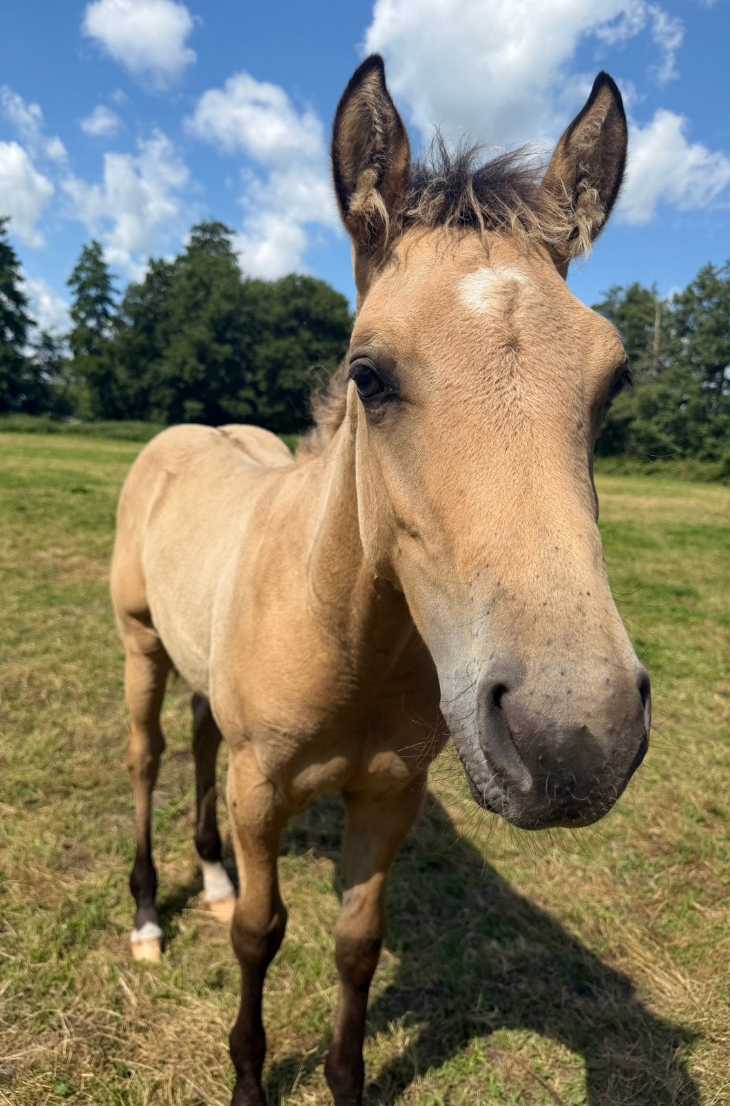 AQHA // APHA - American Quarter Horse / American Paint Horse, Minder dan 160 cm, Met stamboom, Niet van toepassing, 0 tot 2 jaar