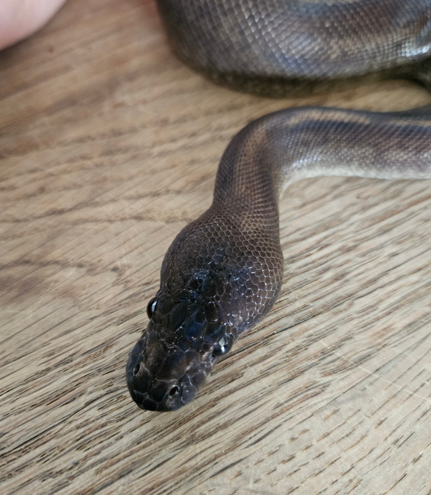 python regius koningspython 0.1 Ball Python photo 2