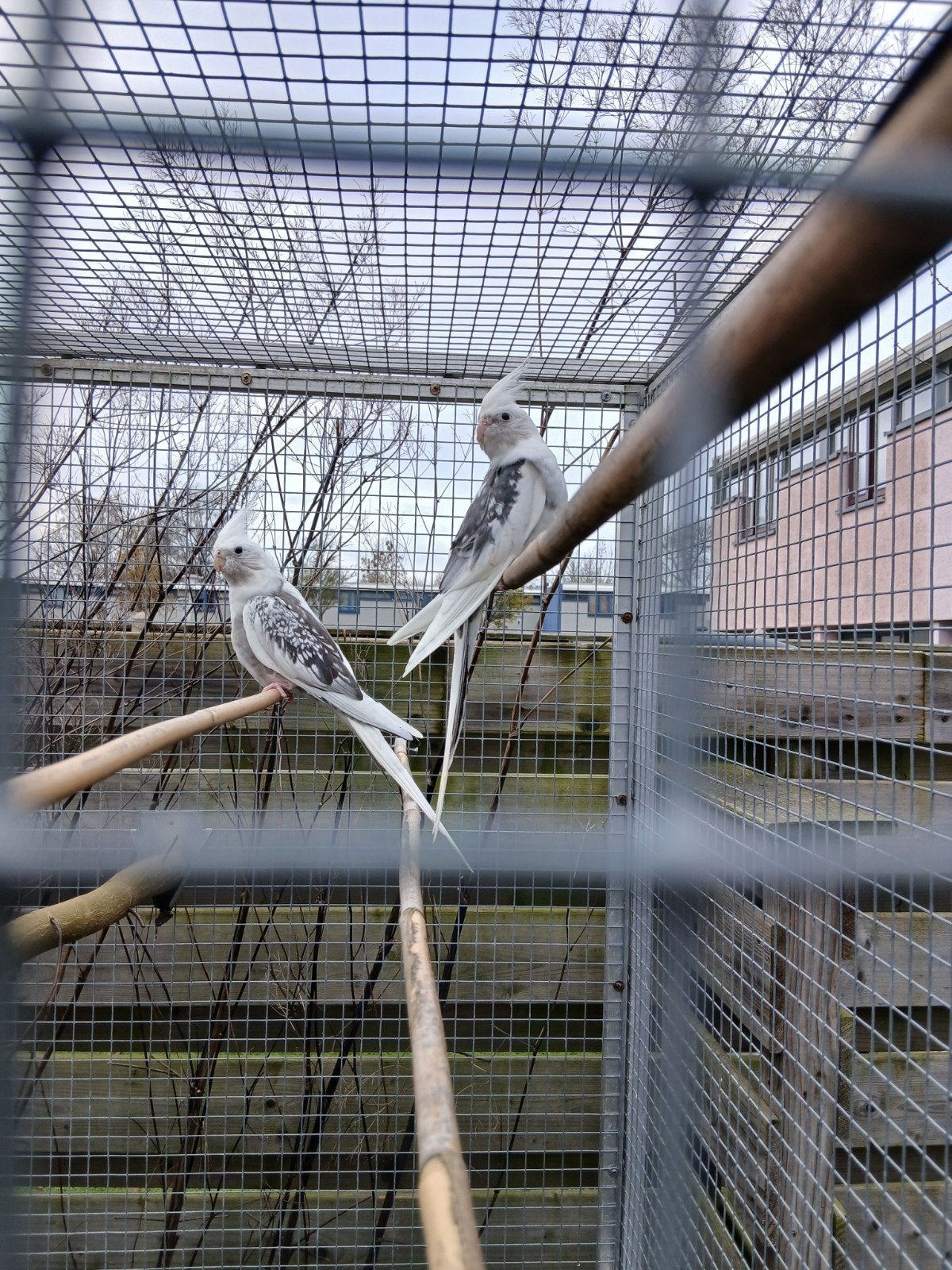 koppel Valkparkieten, Dieren en Toebehoren, Meerdere dieren, Parkiet, Geringd
