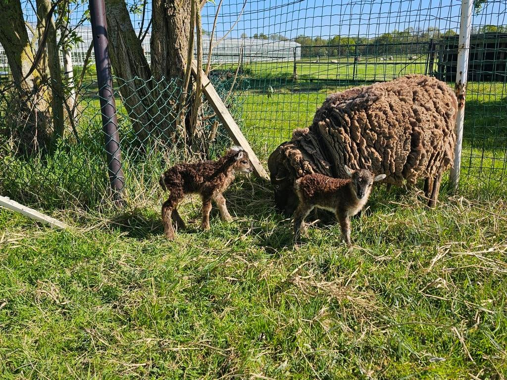 Soay rammetjes met stamboom, Dieren en Toebehoren, Mannelijk, Schaap