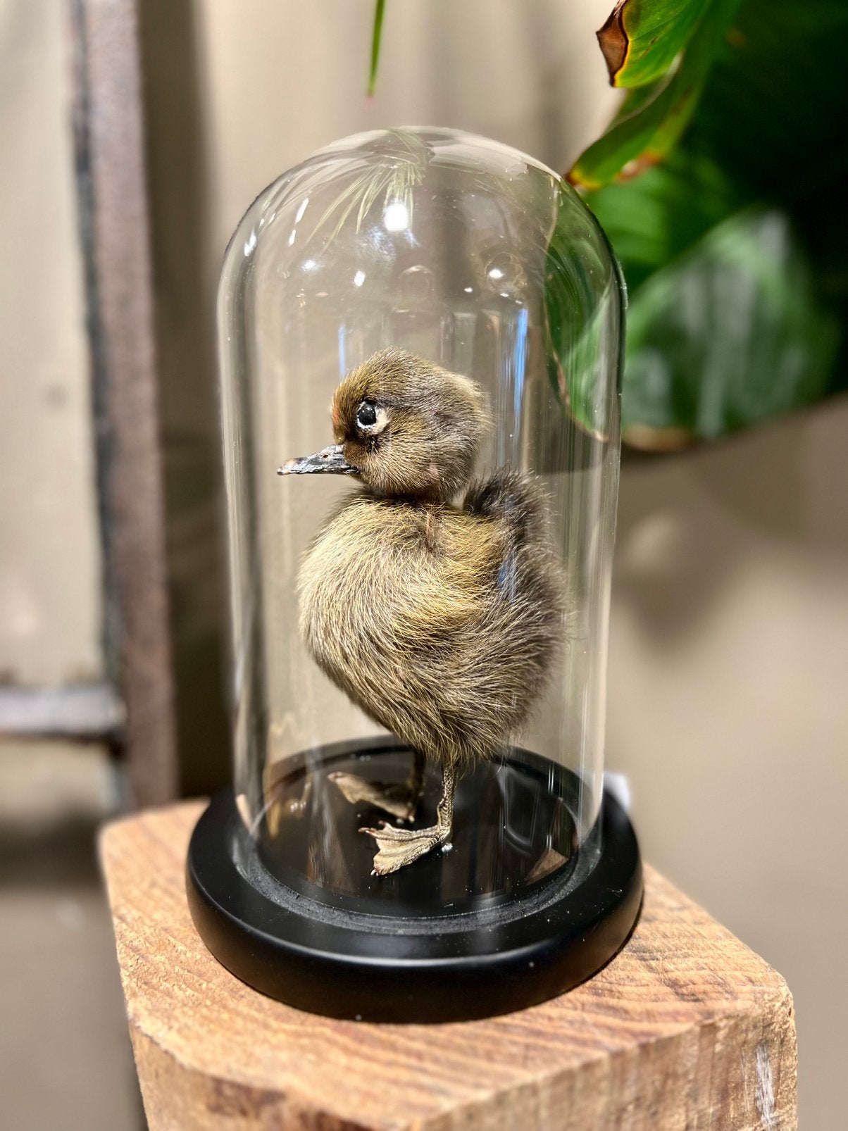 Nieuwe Glazen stolp met opgezet eendenkuiken, Huis en Inrichting, Woonaccessoires | Stolpen, Nieuw, Ophalen of Verzenden