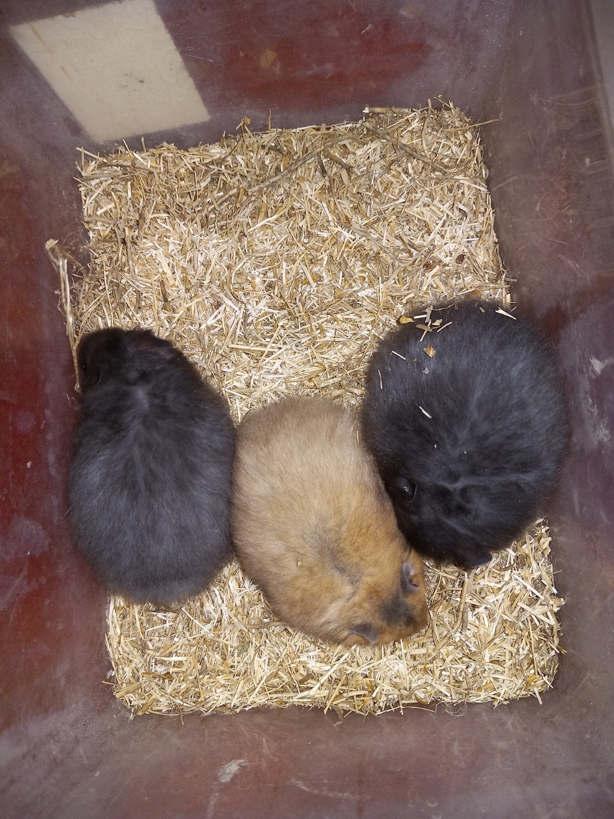 Tamme Syrische/goud hamsters (Mesocricetus auratus), Dieren en Toebehoren, Knaagdieren, Hamster, April, Meerdere dieren, Tam