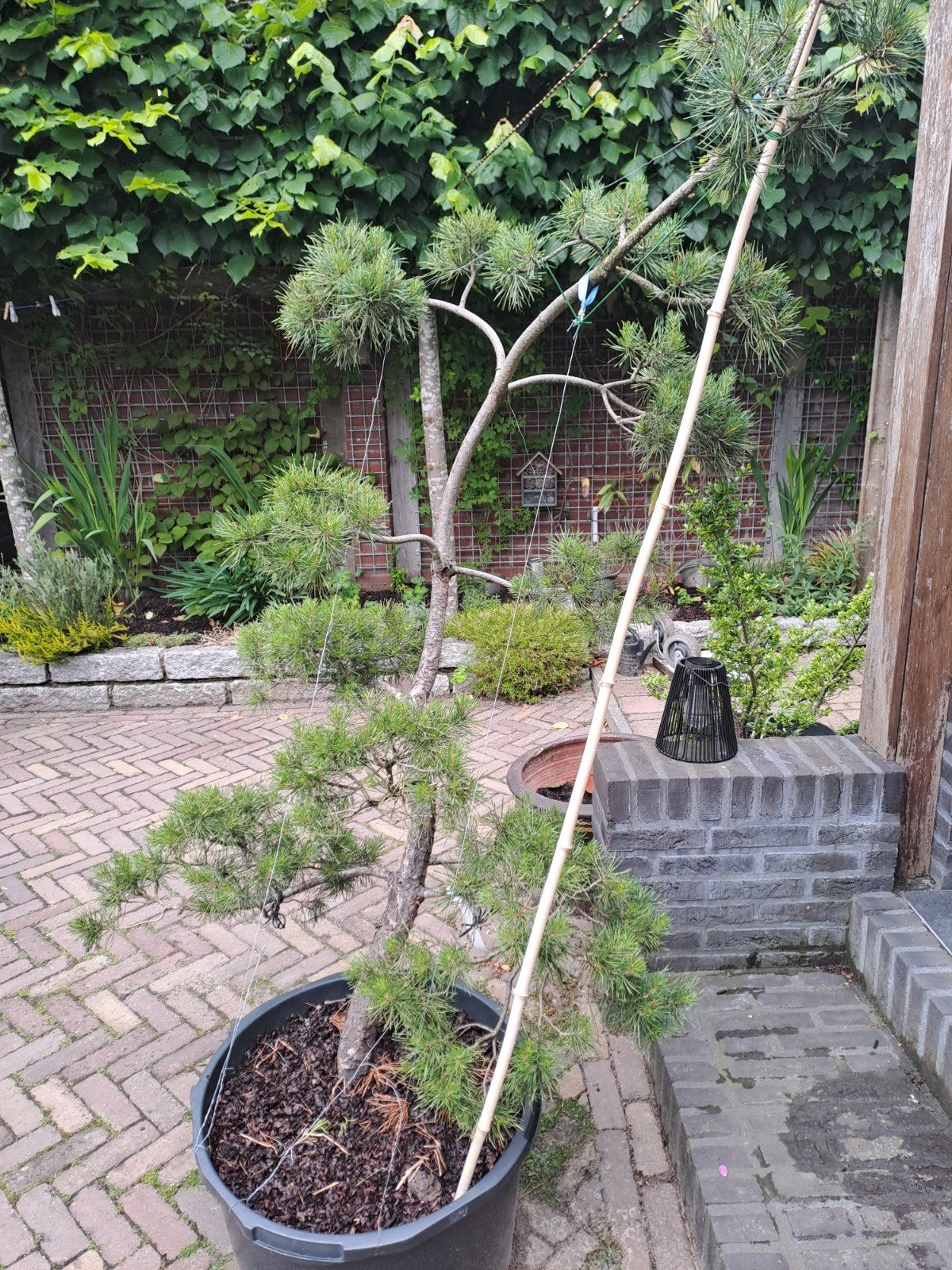 Pinus sylvesteris  tuinbonsai, Ophalen of Verzenden