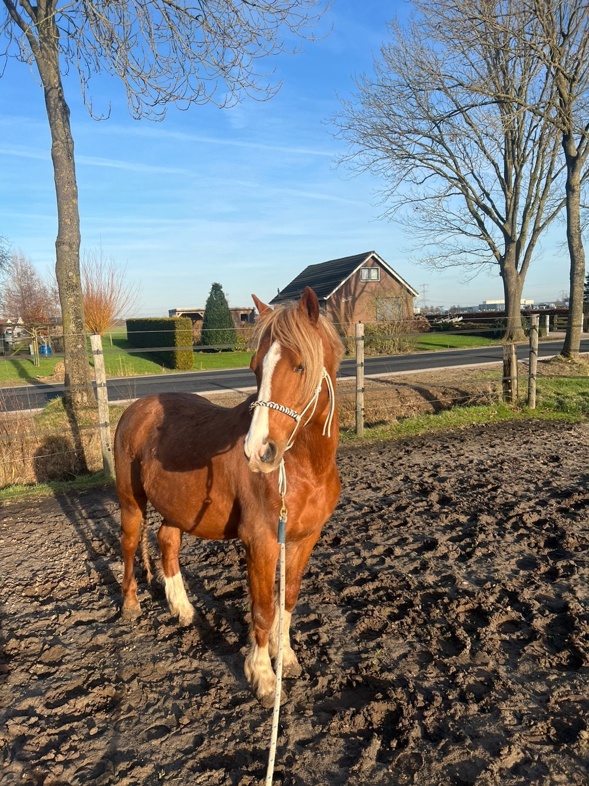Stalling gezocht, Stalling, 1 paard of pony