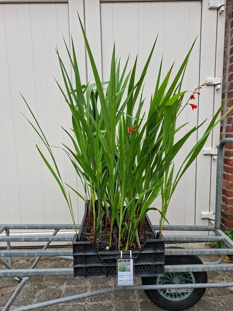 Mooie Crocosmia 'Lucifer' (Montebretia) in pot!, Ophalen, Overige soorten, Volle zon