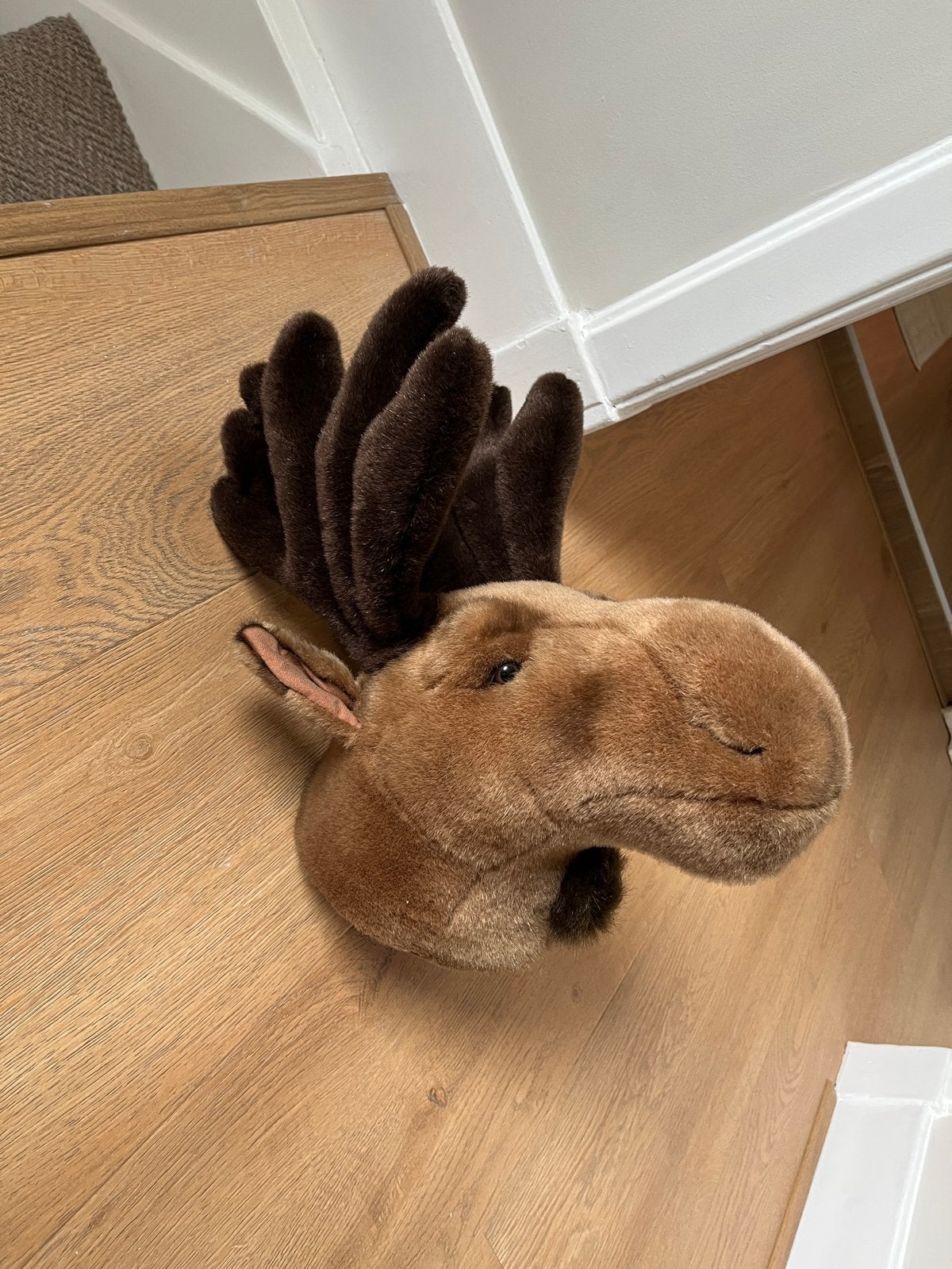 Pluche Eland Kop - Wanddecoratie, Ophalen of Verzenden, Zo goed als nieuw