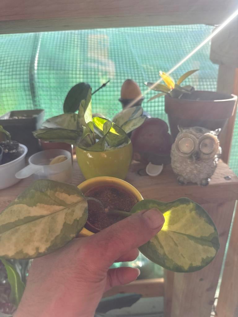 Hoya Australis Lisa - Prachtige Variëteit, Ophalen, Overige soorten, Halfschaduw, In pot