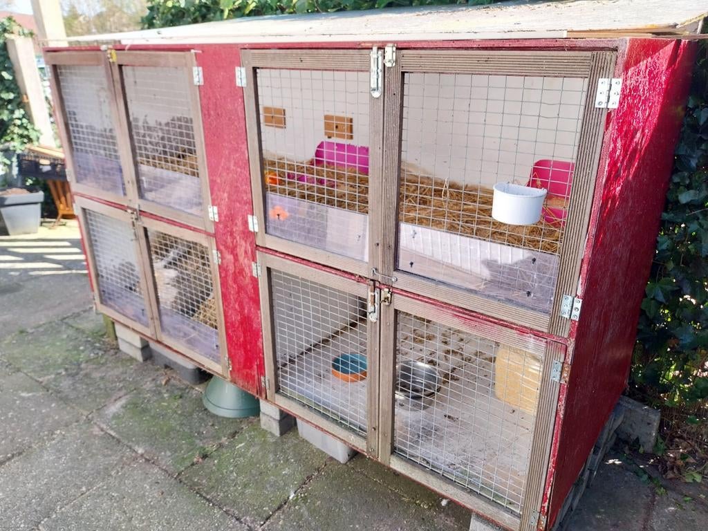 Konijnenhok,  kippenhok groot, Dieren en Toebehoren, Pluimvee, Meerdere dieren, Overige soorten