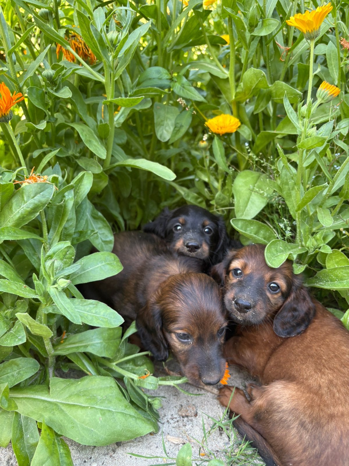 Standaard teckelpups, 8 tot 15 weken, Dwerg, Langhaar, Meerdere