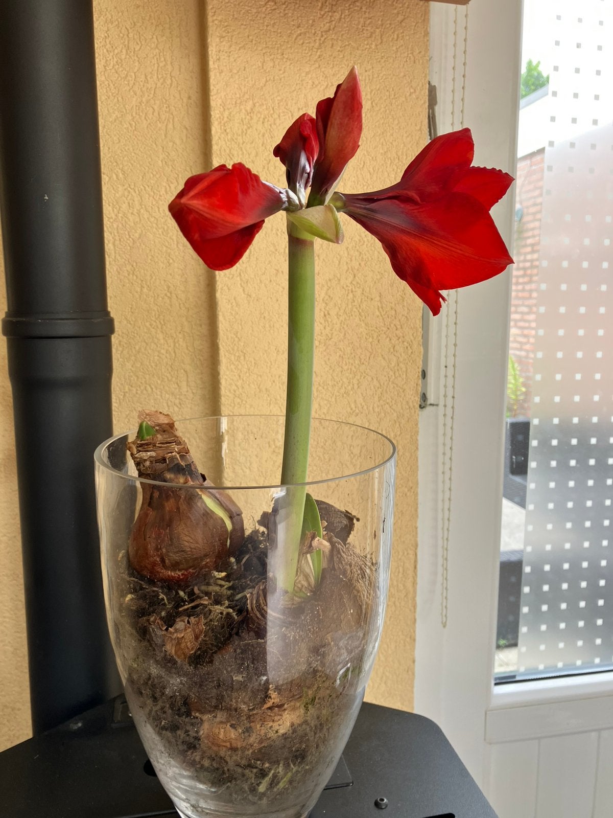 Twee Amaryllis bollen, Ophalen
