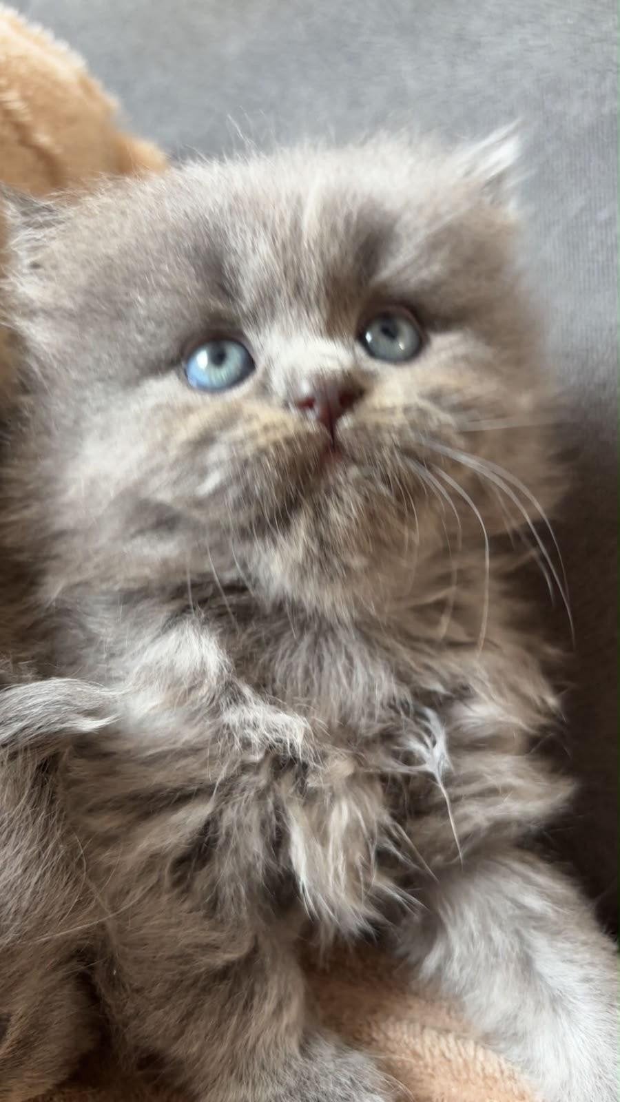 Btitse langhaar, Dieren en Toebehoren, Kater