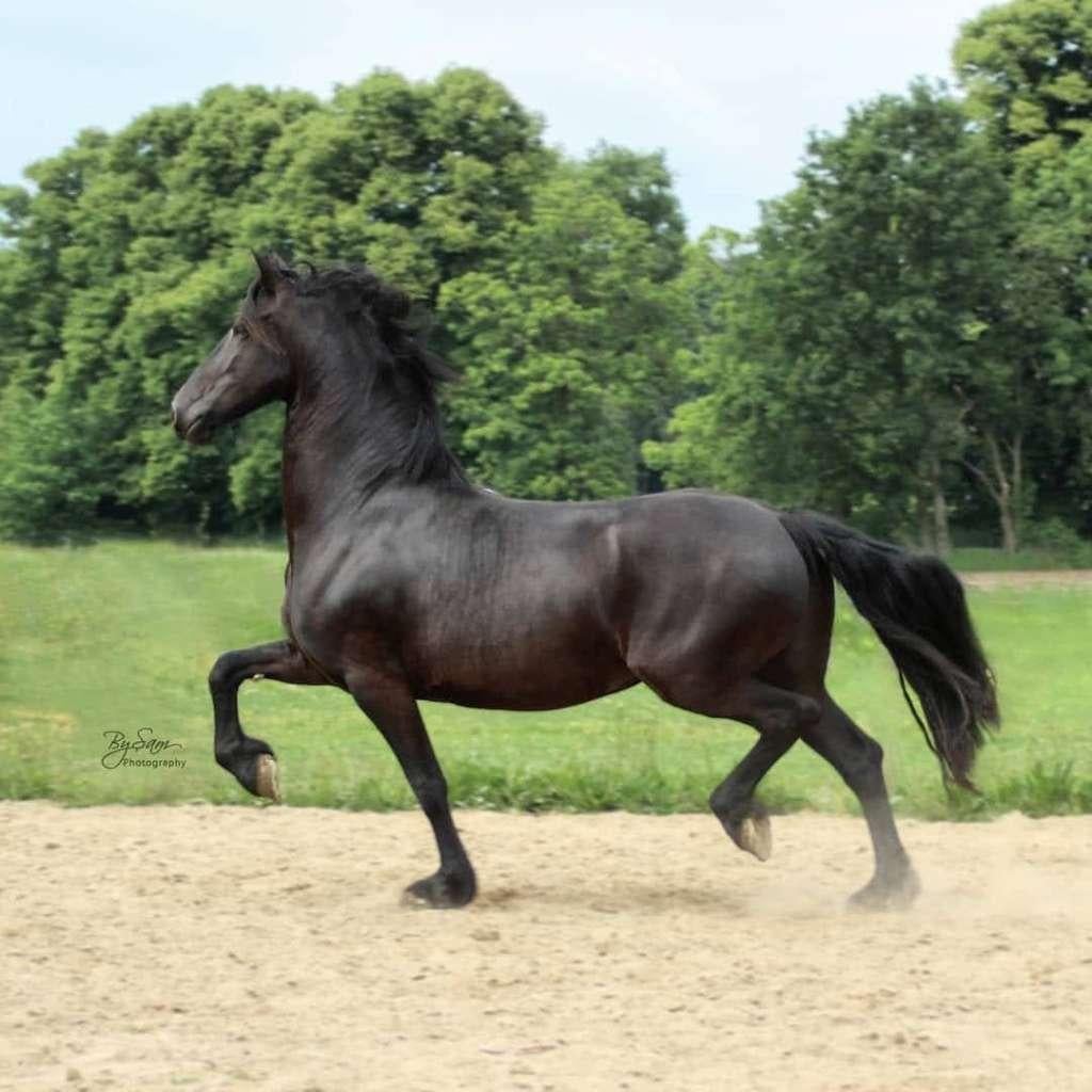 Friese drachtige merrie, Merrie, Met stamboom, 160 tot 165 cm, 11 jaar of ouder