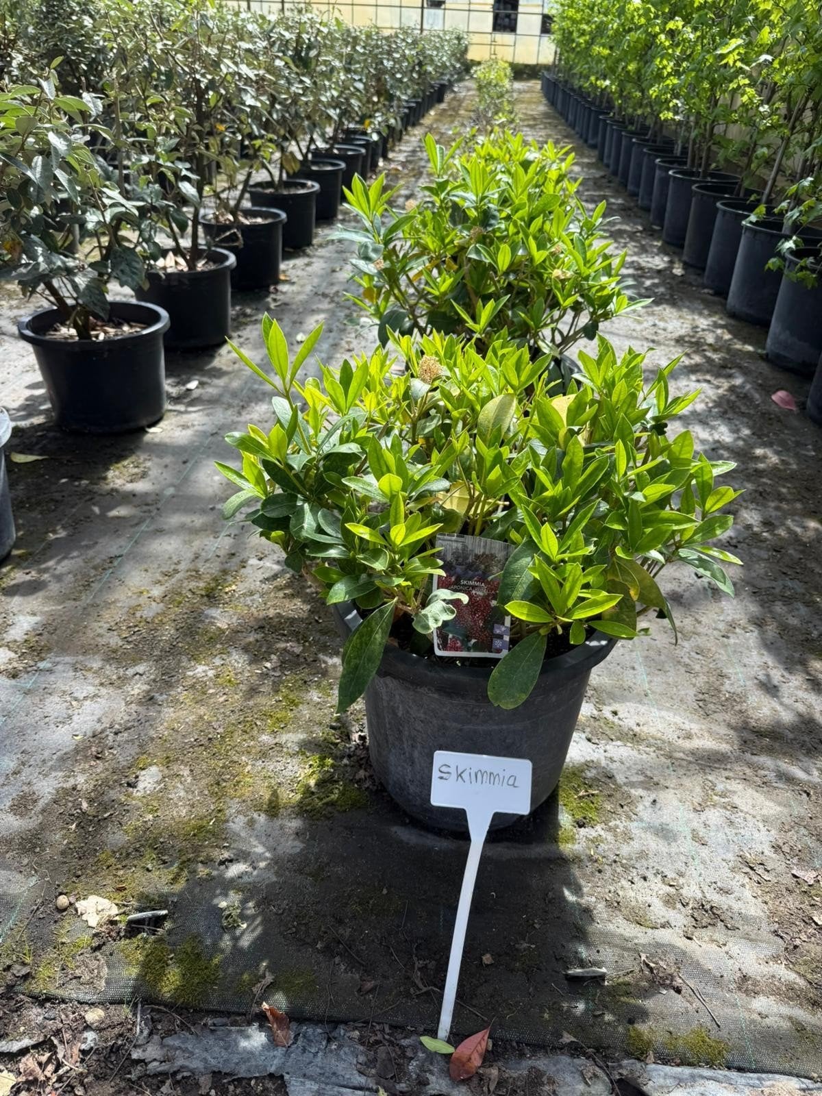 tekoop" Skimmia potgekweekt, Vaste plant, Halfschaduw, Lente, Ophalen