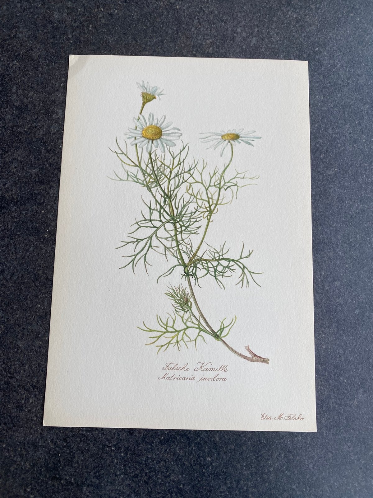 10 prenten/planten/kruiden 16,5x24 cm samen 20 euro oa lisse, Antiek en Kunst, Ophalen of Verzenden, Natuur en Biologie