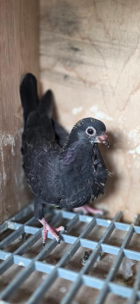 Figurita, Meerdere dieren, Postduif