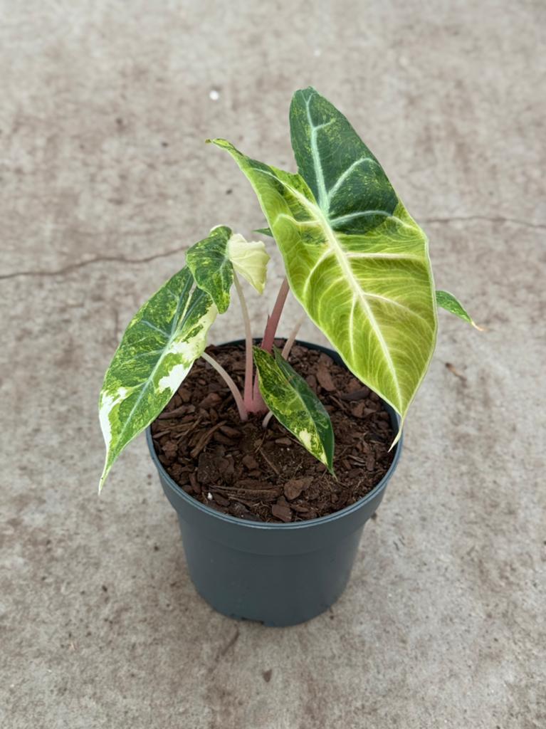 Alocasia Nairobi Nights Tricolor Variegata, Ophalen of Verzenden, Halfschaduw, Minder dan 100 cm