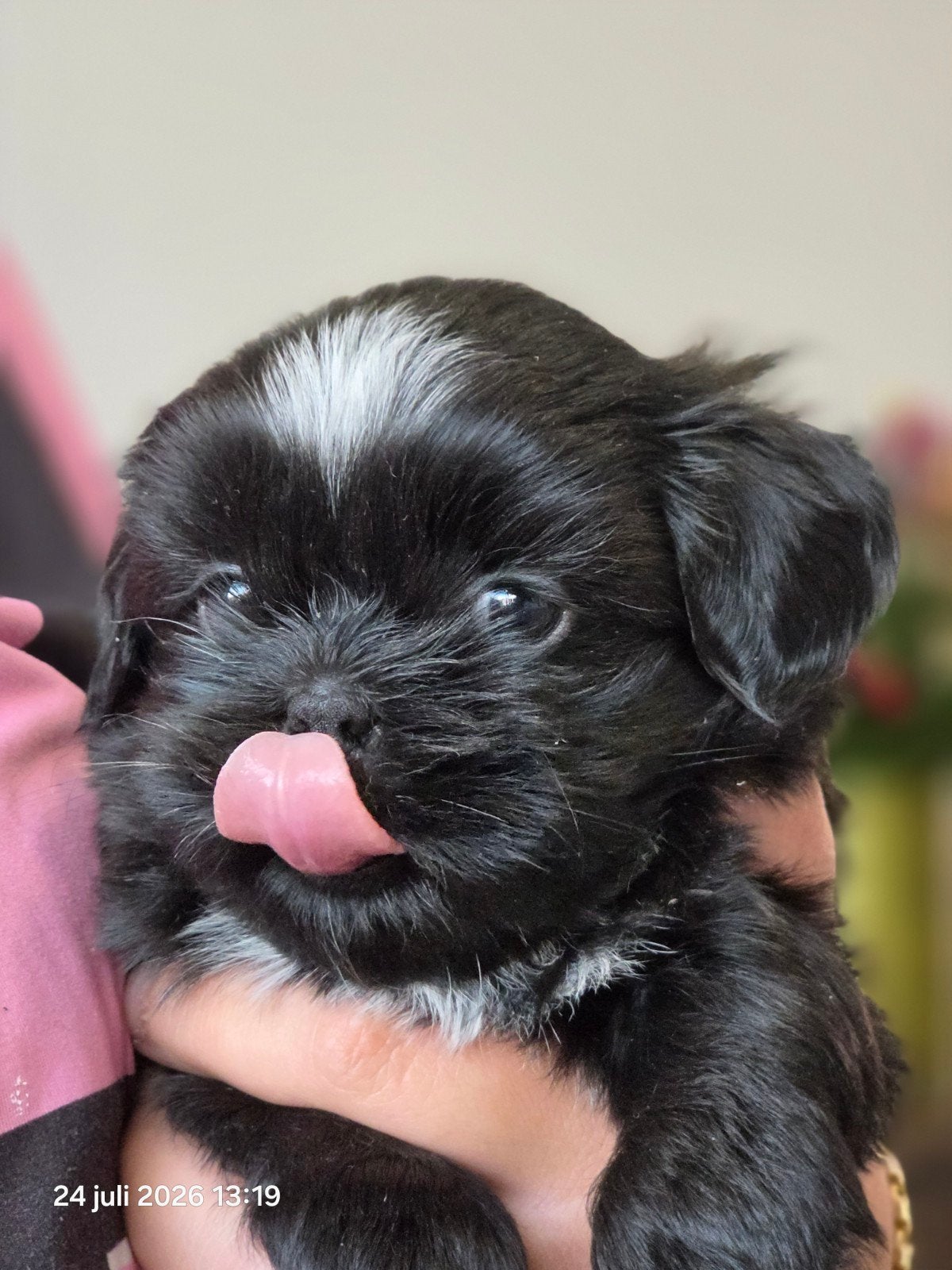Mooie lieve shih-tzu pups!., Overige rassen, 8 tot 15 weken, Meerdere, Meerdere dieren