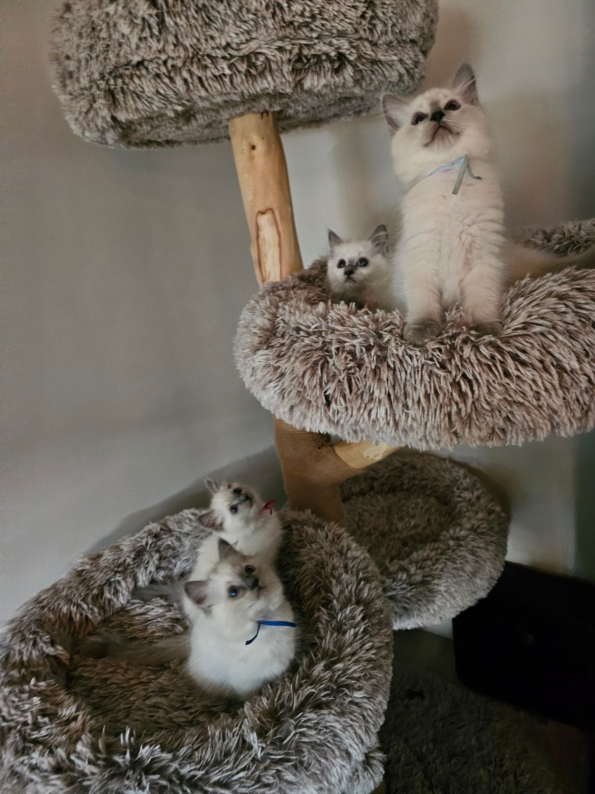 Ragdoll kittens met stamboom bluepoint, Dieren en Toebehoren, Meerdere dieren, Met stamboom, 0 tot 2 jaar