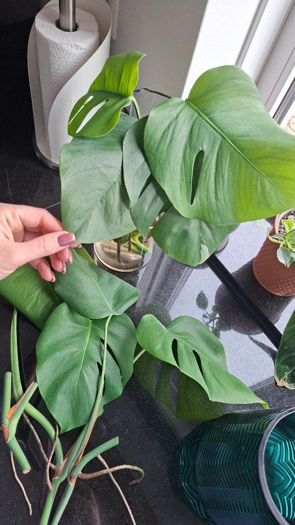 Gratis monstera stekken, Ophalen, Overige soorten, Halfschaduw, Minder dan 100 cm