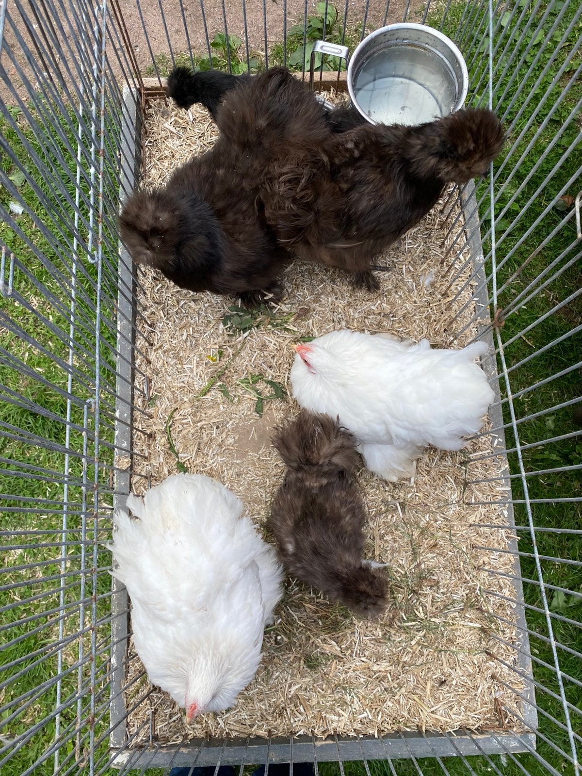 Jonge hennen zijdehoen groot en cochin kriel, Dieren en Toebehoren, Pluimvee, Vrouwelijk, Kip