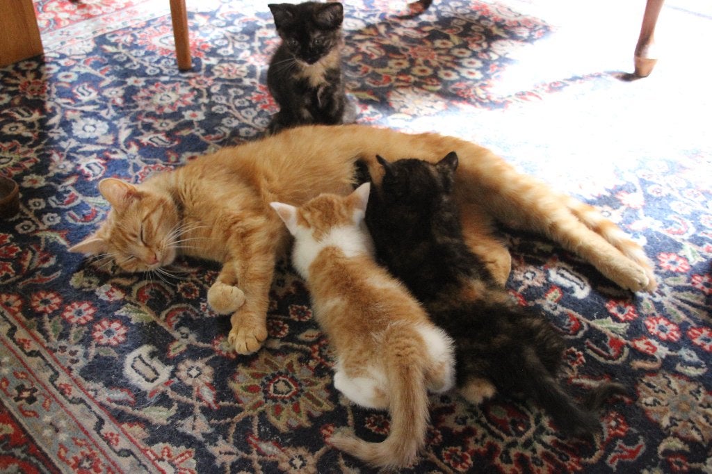 super schildpad poesjes, Dieren en Toebehoren, Katten en Kittens | Overige Katten, Poes, Kortharig, 0 tot 2 jaar