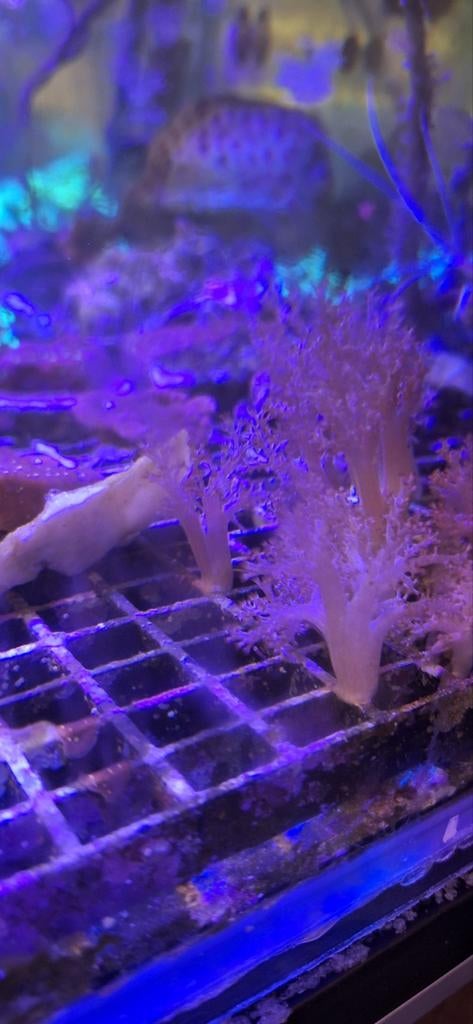 Keniaboom koraal zeewater aquarium, Overige typen