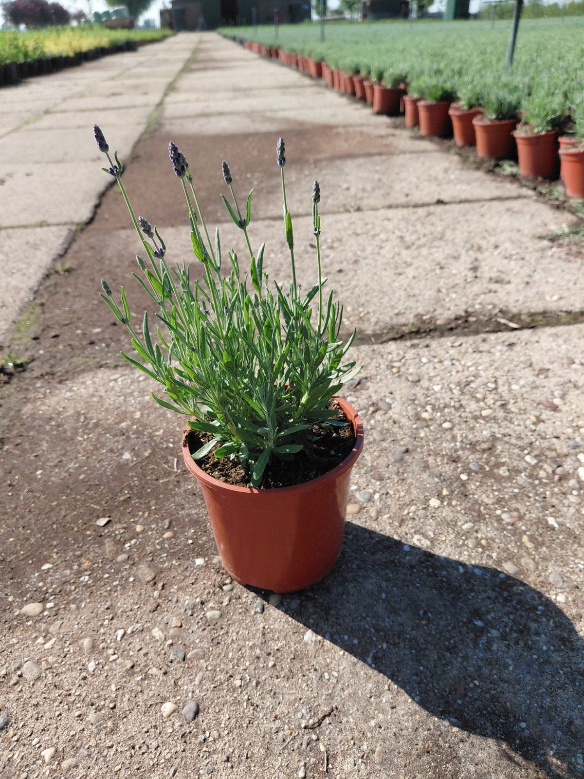 lavendula hidcote, Volle zon, Vaste plant, Zomer, Ophalen