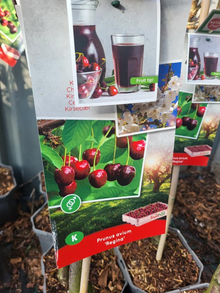 Fruitbomen actie, Tuin en Terras, Planten | Bomen, Volle zon, 100 tot 250 cm, Zomer, Overige soorten