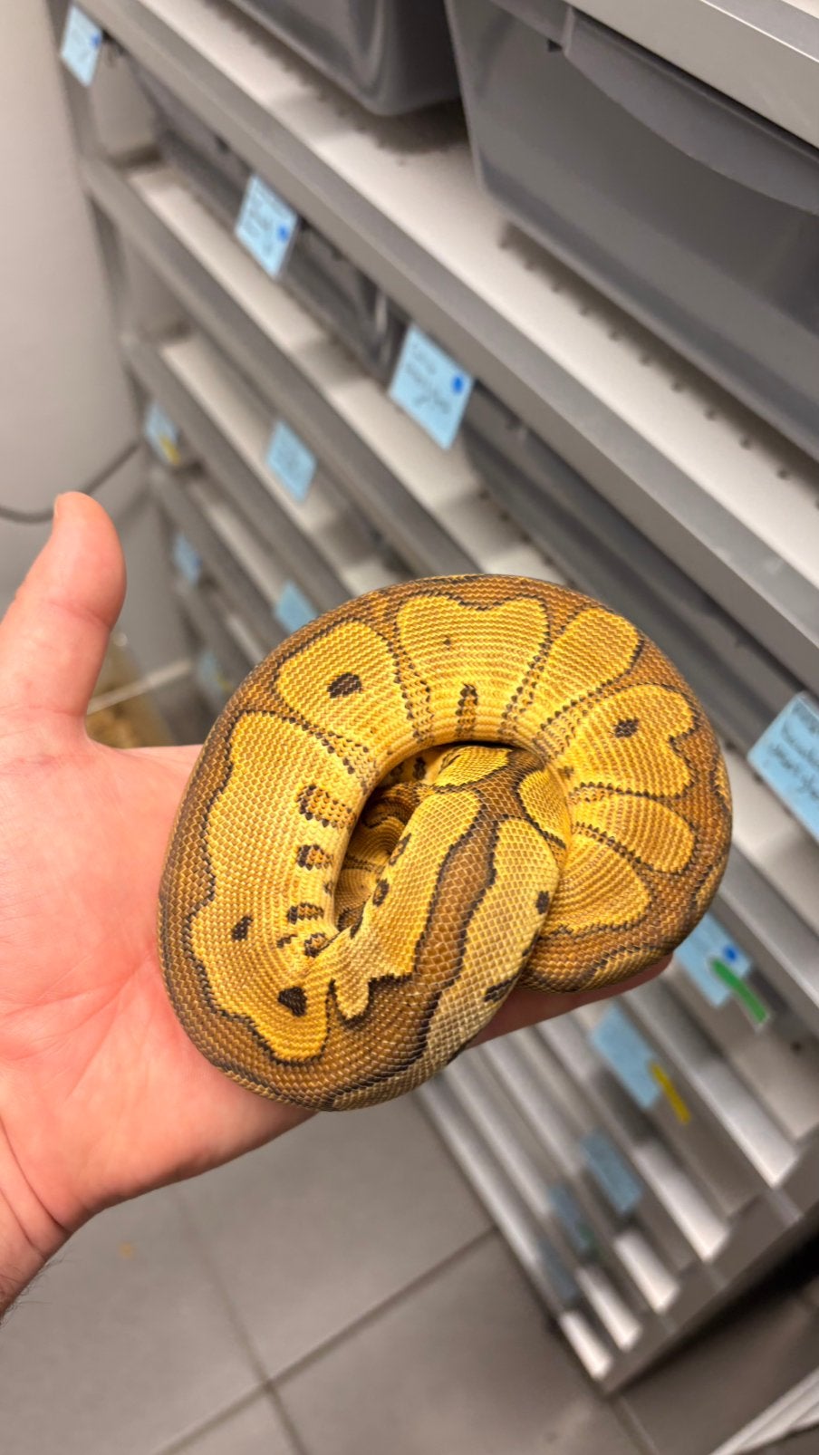 Orange dream yellow belly clown ball python, Slang, 0 tot 2 jaar
