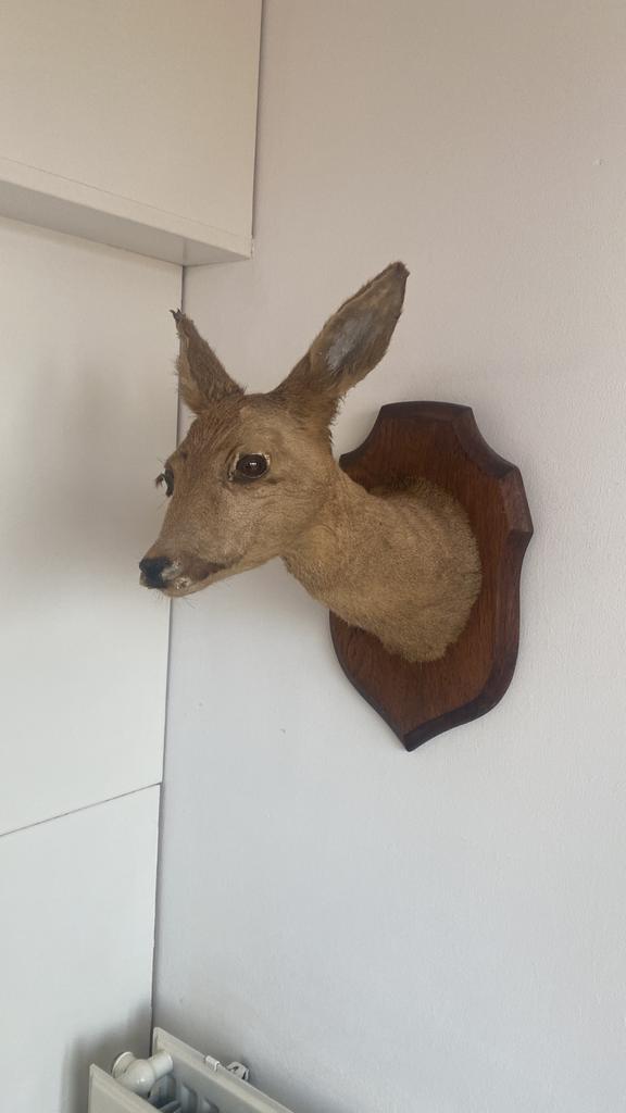 Opgezette reekop op houten schild, Verzamelen, Dierenverzamelingen, Ophalen, Gebruikt, Hert, Opgezet dier