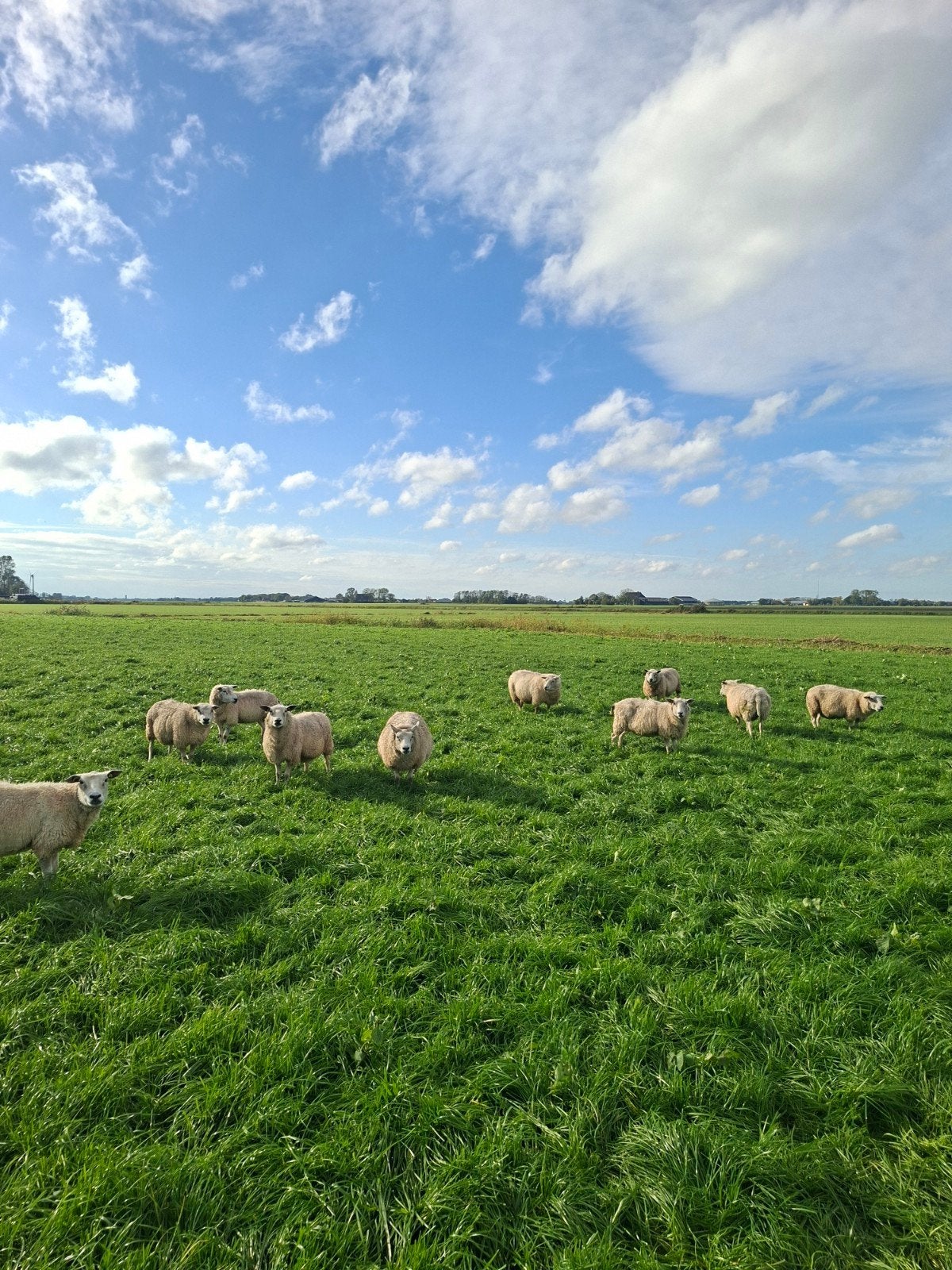 10 slacht /weide schapen swifter texelaar, Dieren en Toebehoren, Vrouwelijk, Schaap