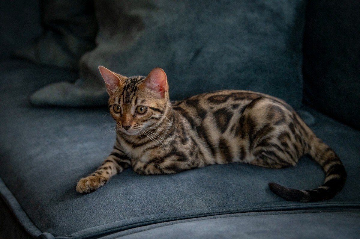 Raszuivere Bengaals poesje met Stamboom, Poes, Met stamboom, 0 tot 2 jaar