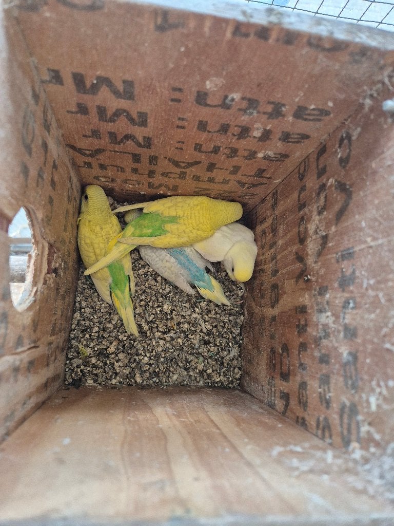 4 Jonge grasparkieten natuurbroed in buiten voilere., Dieren en Toebehoren, Meerdere dieren, Parkiet