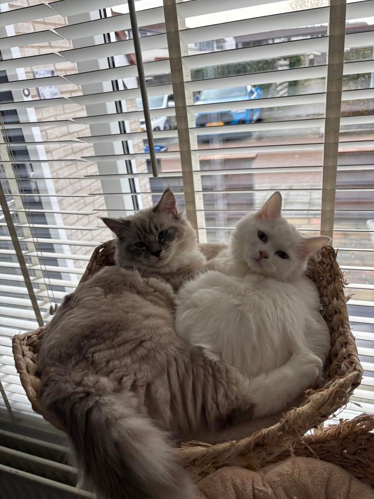 Super lieve ragdoll en maincoon, Dieren en Toebehoren, Poes, Gechipt, 0 tot 2 jaar