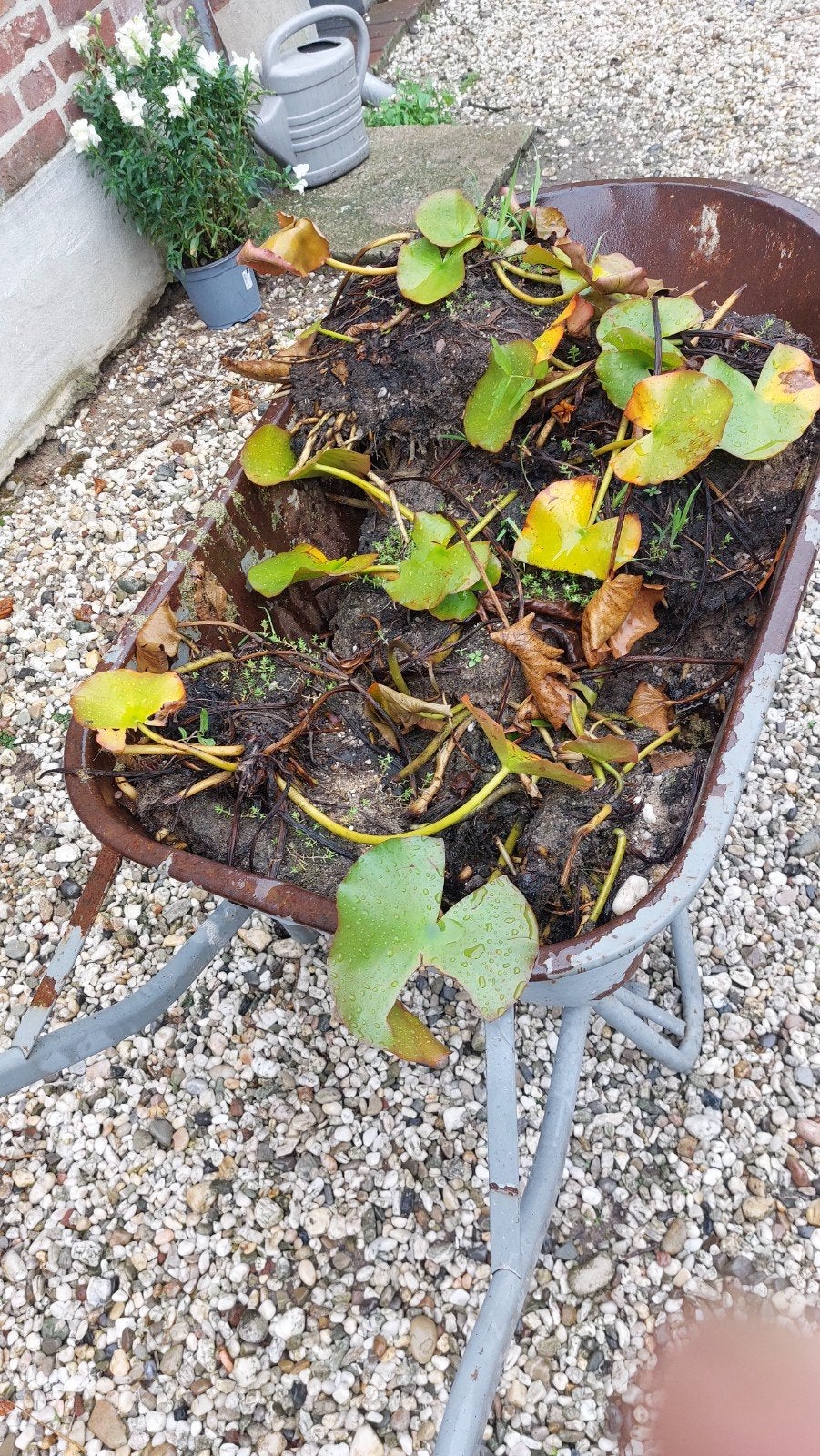 waterelies, Tuin en Terras, Ophalen, Lente