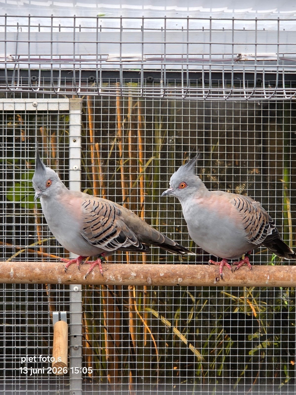2 kuifduiven 2026, Dieren en Toebehoren, Vogels | Duiven, Meerdere dieren, Overige soorten