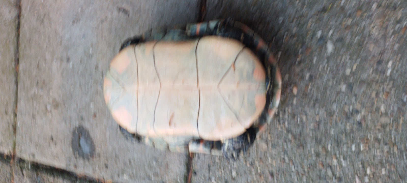 Sier schildpad vrouw 19 cm, Ophalen of Verzenden