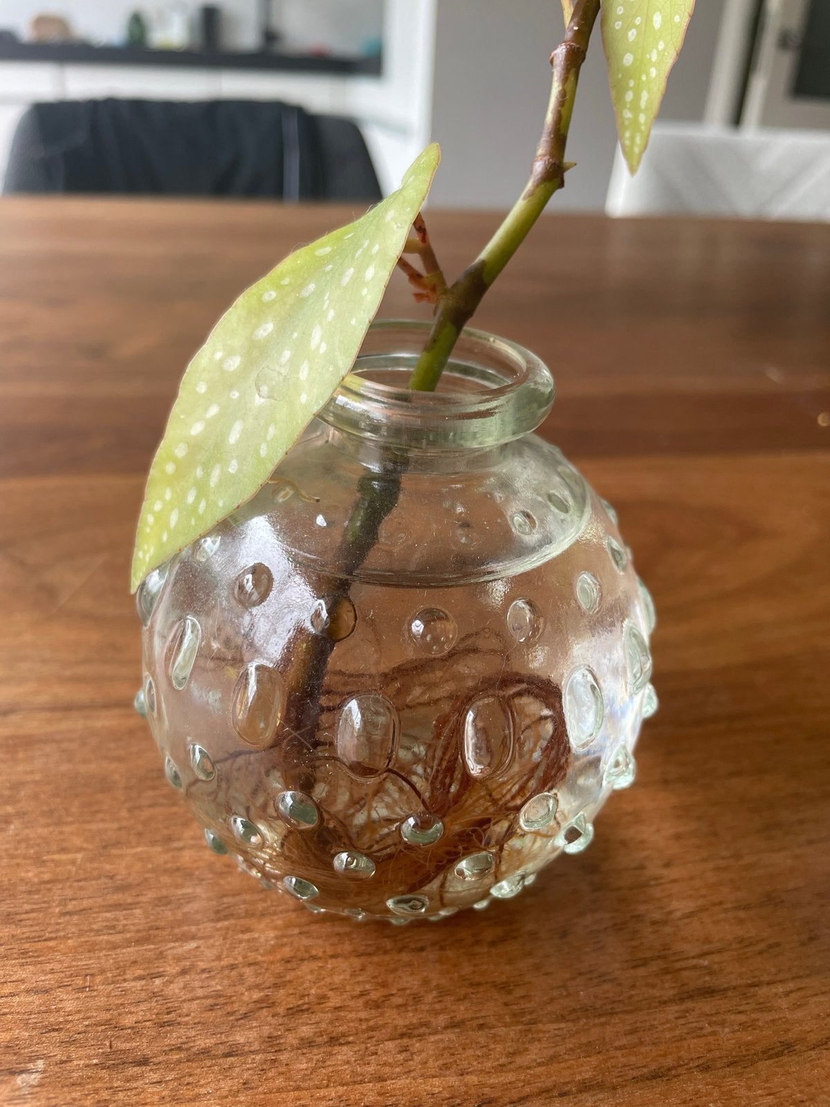 Begonia stekje met goede wortels - Haarlem Noord, Groene kamerplant, Ophalen, Overige soorten
