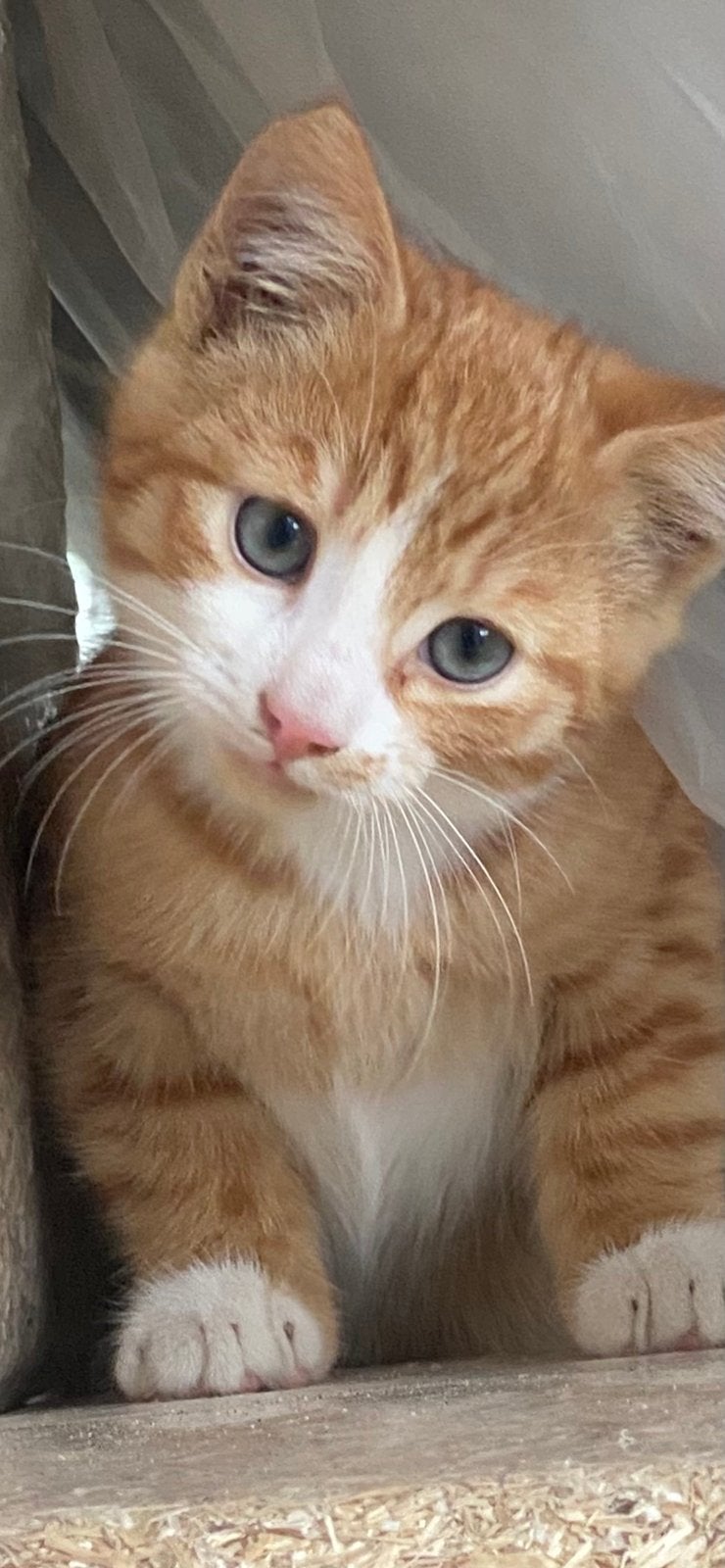 Nog 1 boerderij kitten GERESERVEERD, Dieren en Toebehoren
