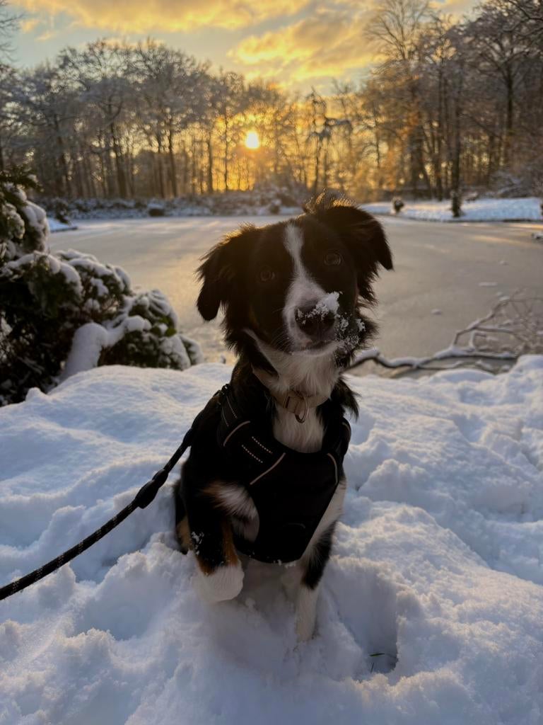 🐾OPPAS GEZOCHT voor onze Lieve, energieke hond  (Terschuur), Ophalen