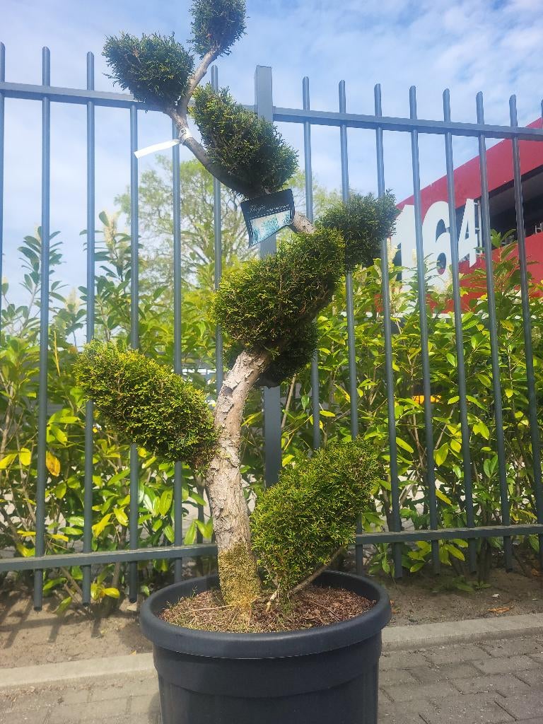 Thuja occidentalis.Smaragd bonsai, Tuin en Terras, Bloeit niet, Overige soorten, 100 tot 250 cm, Ophalen