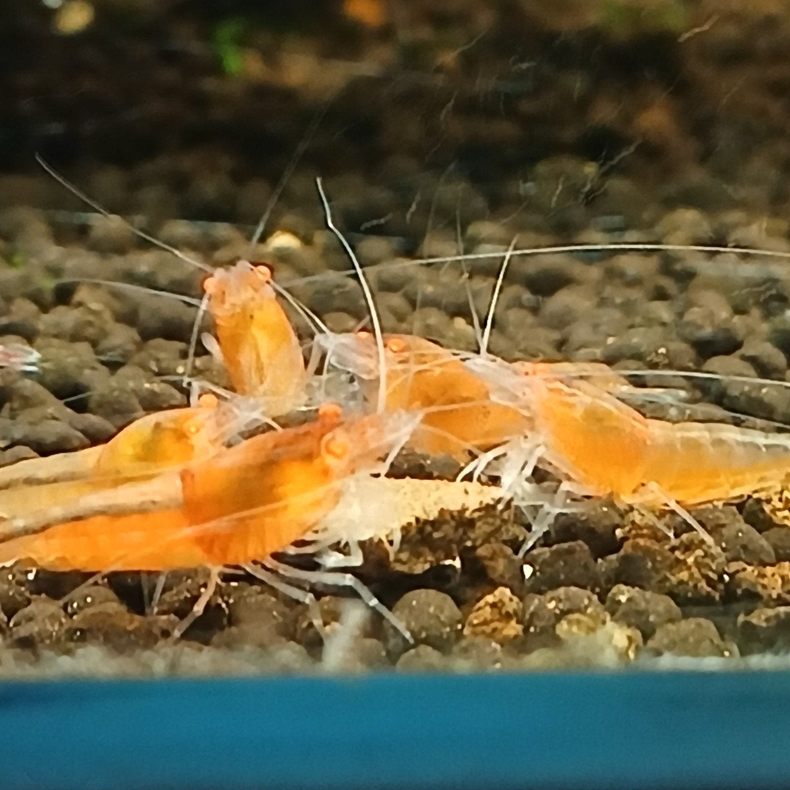 kweekgroep Orange devils orange eyes  20 tot 25 stuks, Kreeft, Krab of Garnaal