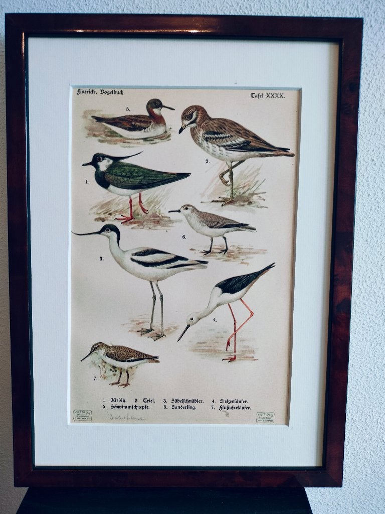 Litho Floericke Kievit Griel Kluut Grutto Oeverloper 1922, Ophalen of Verzenden