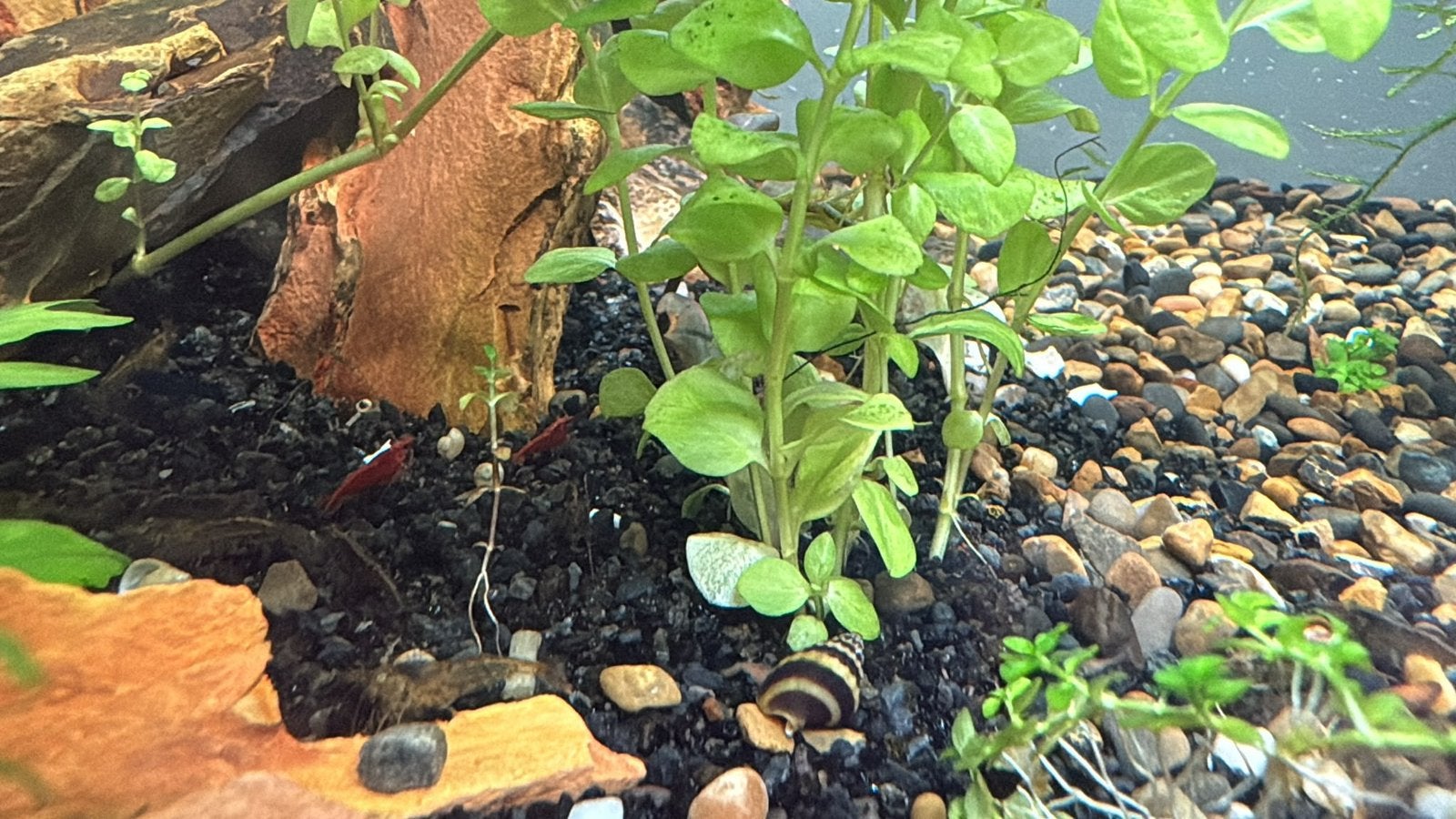 Neocaridina garnalen mix, Dieren en Toebehoren, Vissen | Aquariumvissen, Kreeft, Krab of Garnaal