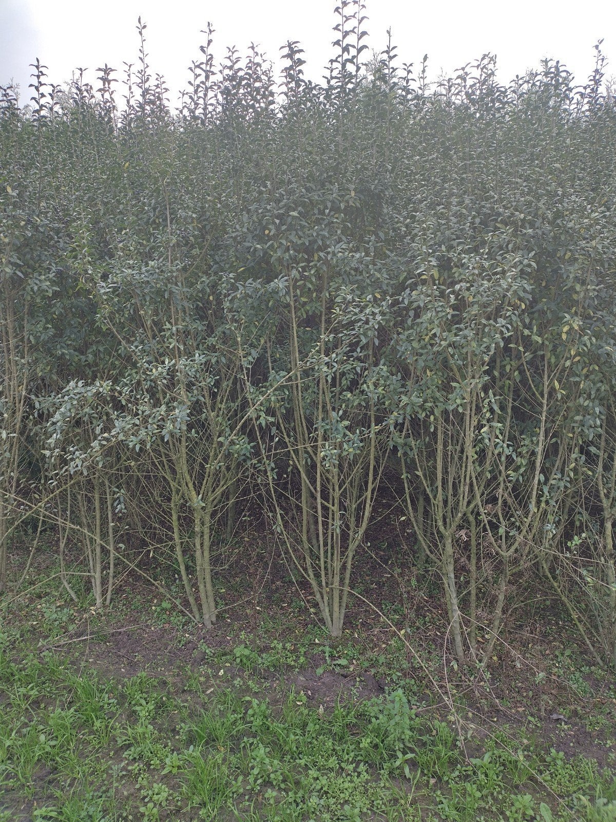 Ligustrum vulgare Atrovirens 200/250cm met kluit, Ophalen of Verzenden